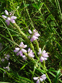 obedient plant 3